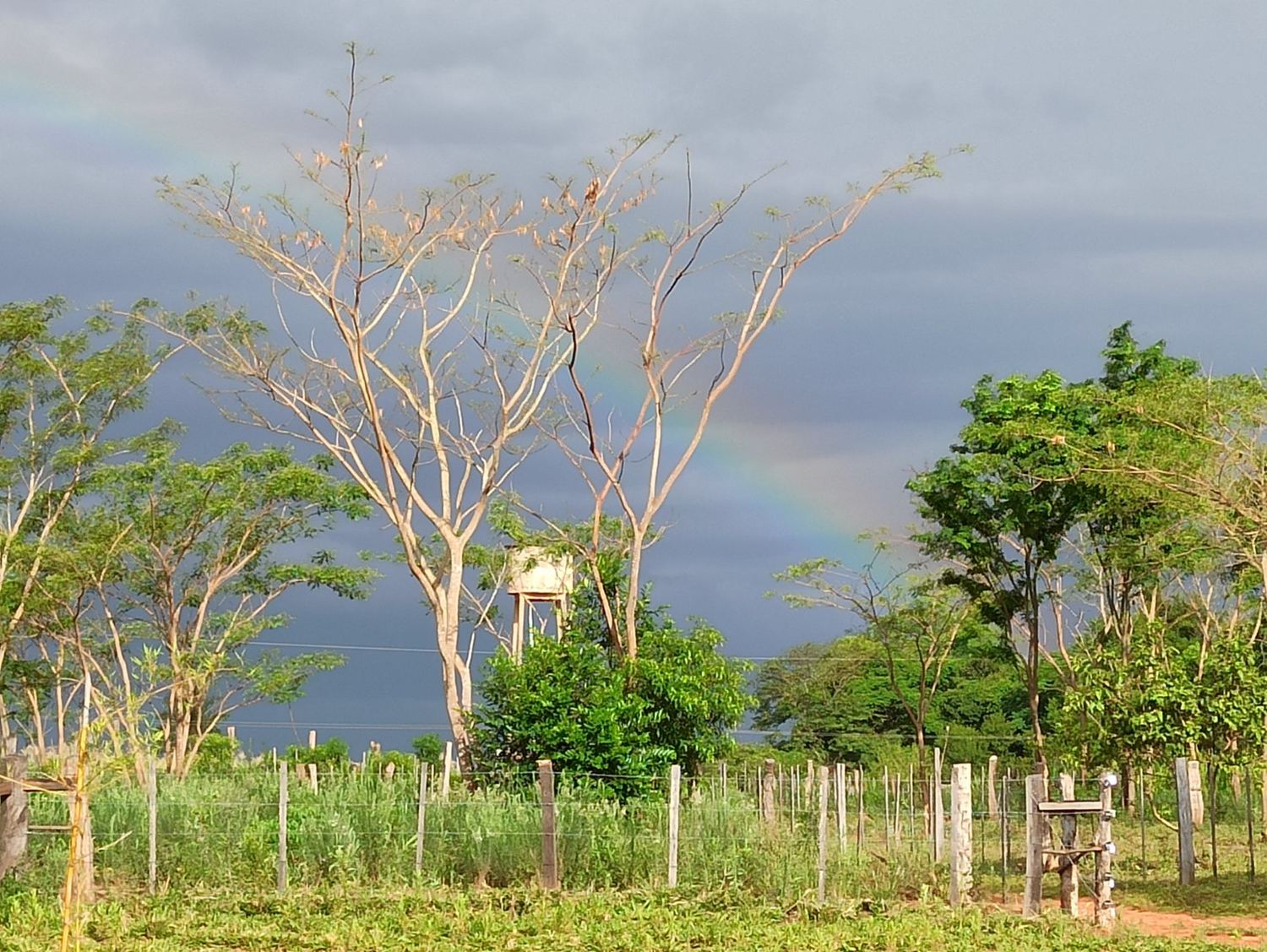 Ein zarter Regenbogen vor dunklem Gewitterhimmel über Bäumen